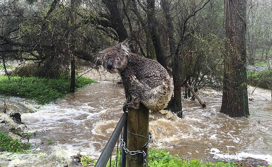 Аделаида, Австралия. Мокрая коала спасается от наводнения на заборе