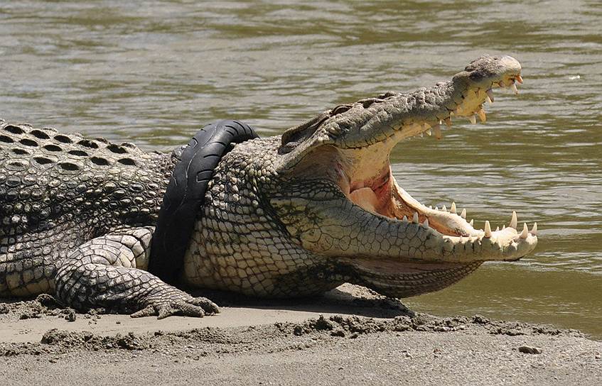 Палу, Индонезия. Крокодил с шиной для мотоцикла, выброшенной в реку