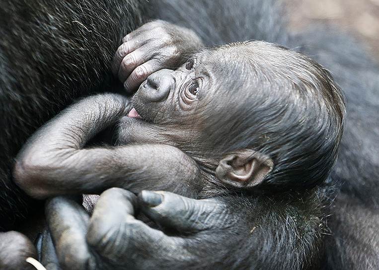 Франкфурт, Германия. Детеныш гориллы, который родился в городском зоопарке шесть дней назад