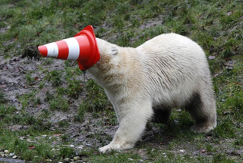 Мюнхен, 2014. Белый медведь играет с дорожным конусом во время своего первого дня рождения