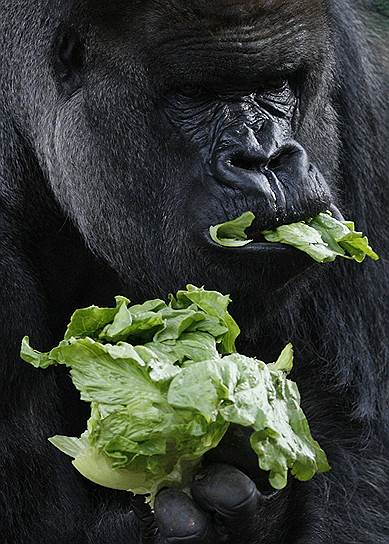 Сидней, 2009. Равнинная горилла Кибабу ест салат, подаренный на 32-летие