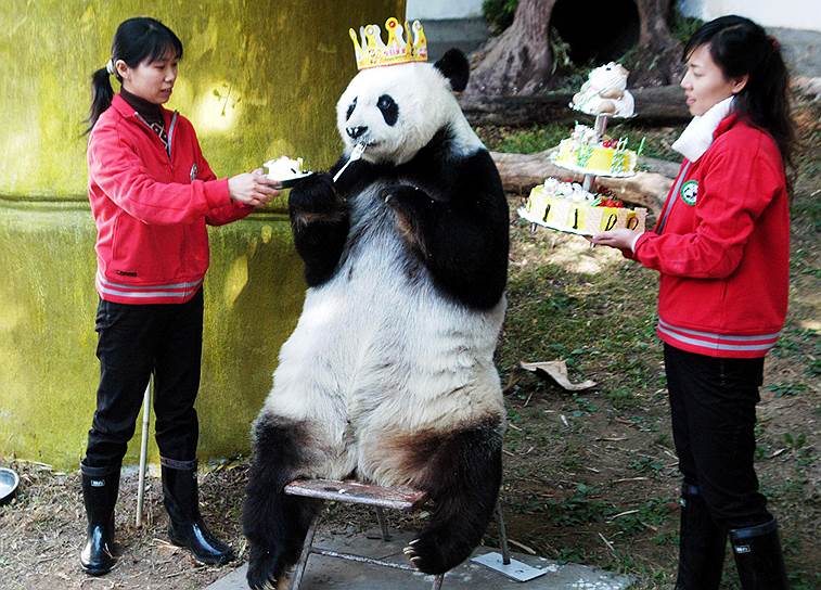 Фучжоу, 2005. Работники зоопарка поздравляют с 25-летием панду Басса