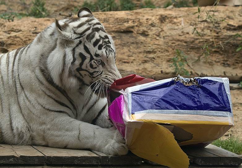 Хайфа, 2010. Белый бенгальский тигр Пьер разворачивает свой подарок