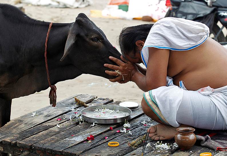 Аллахабад, Индия. Индус молится корове после обряда омовения в Сангаме, места в котором сливаются реки Ганг, Ямуна и мифическая река Сарасвати