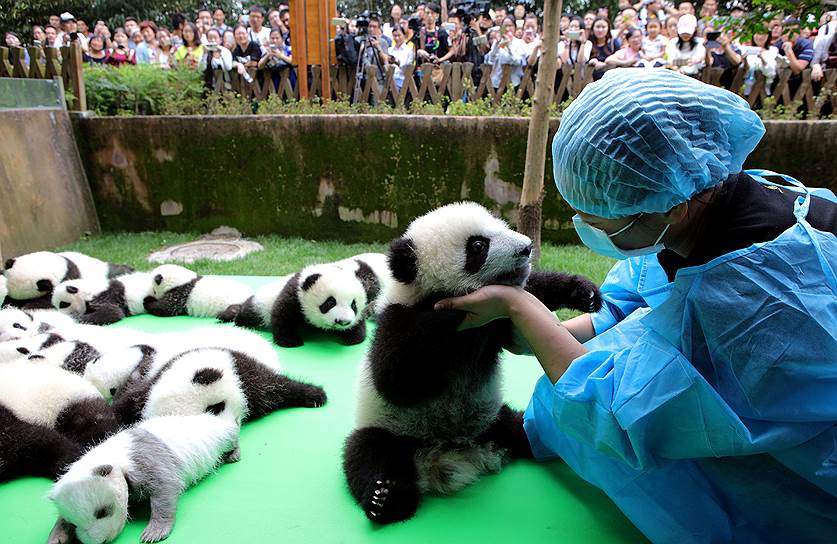Чэнду, Китай. 23 новорожденные большие панды в Центре изучения больших панд