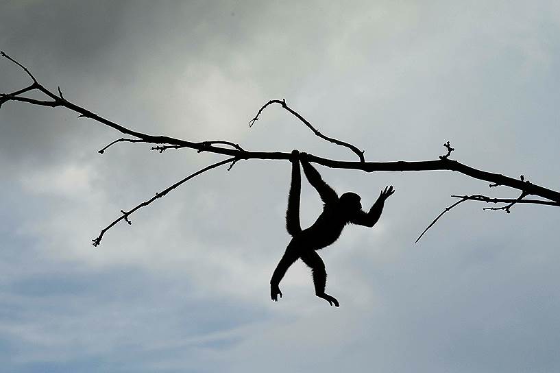 Нуэва-Лоха, Эквадор. Саймири (род обезьян) в заповеднике