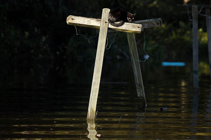 Ламбертон, США. Кот спасается от повышенного уровня воды в затопленном из-за урагана Мэттью районе города