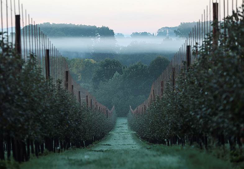 Сакли, Великобритания. Ферма, на которой выращивают яблоки и хмель