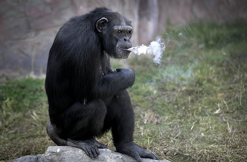 Пхеньян, КНДР. Шимпанзе курит сигареты в городском зоопарке