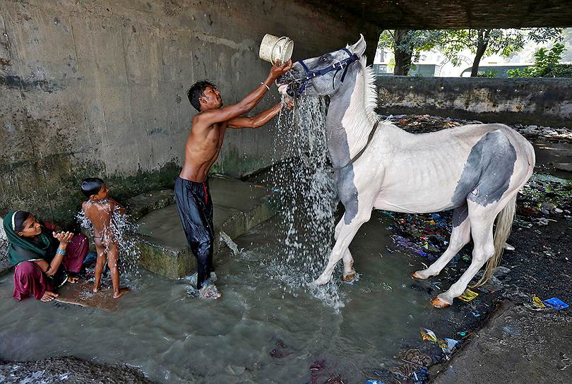 Калькутта, Индия. Мужчина моет лошадь, пока его жена купает ребенка
