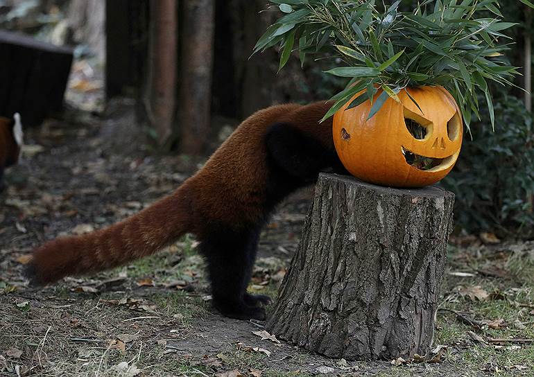 Честер, Великобритания. Красная панда в местном зоопарке ест тыкву в преддверии Хэллоуина
