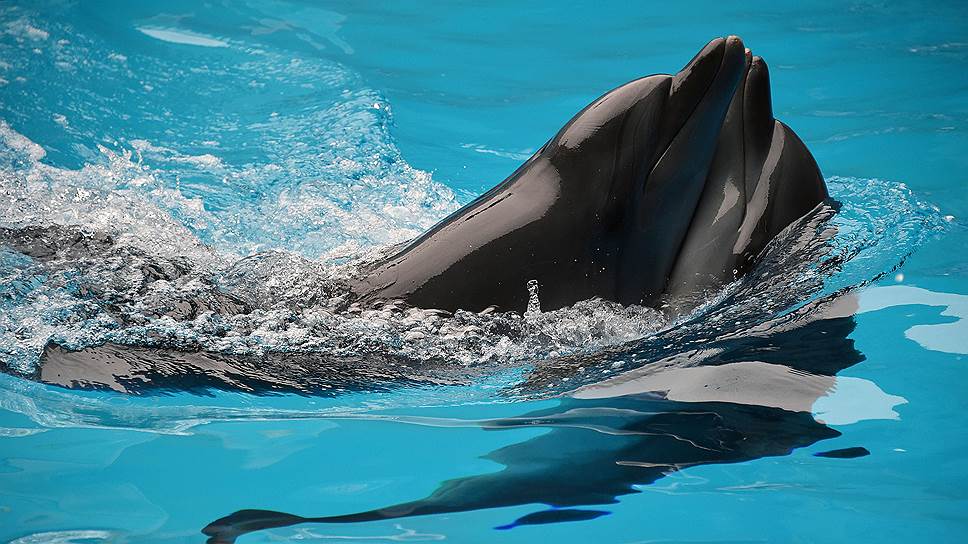 Как СКР выяснял причину гибели двух дельфинов из Приморского океанариума