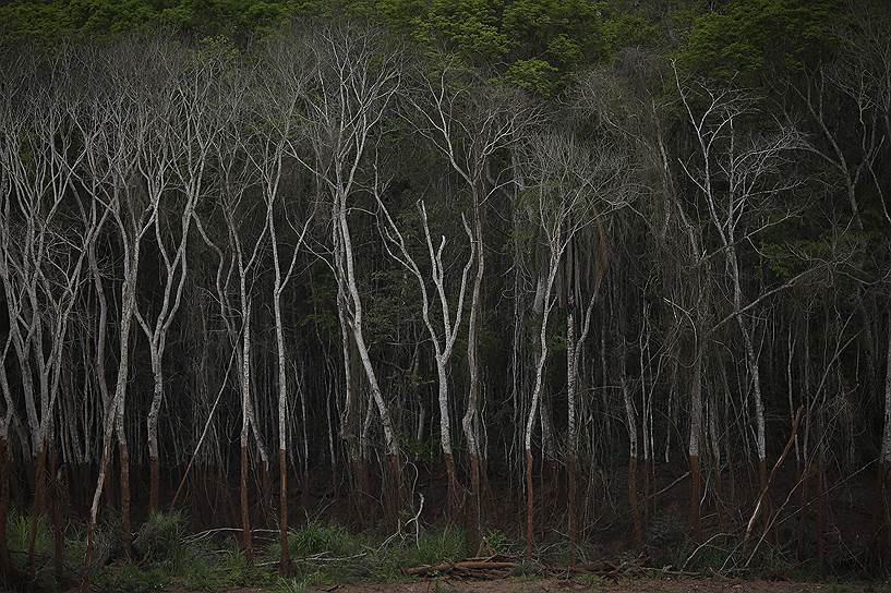 Паракату, Бразилия. Деревья на берегу реки Риу-Доси