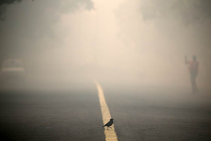 Нью-Дели, Индия. Птица на дороге во время смога