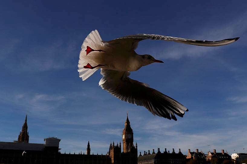 Лондон, Великобритания. Чайка пролетает мимо здания парламента 