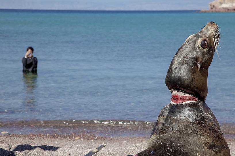 Эспириту-Санто, Мексика. Выпущенный на волю морской лев, пострадавший в результате обмотавшейся вокруг его шеи лески