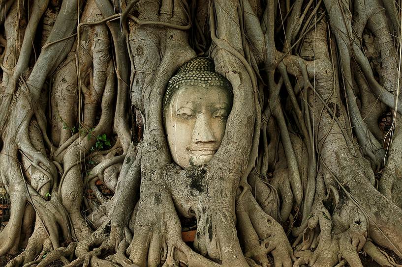 Аюттхая, Таиланд. Голова статуи Будды опутанная корнями дерева в древнем городе