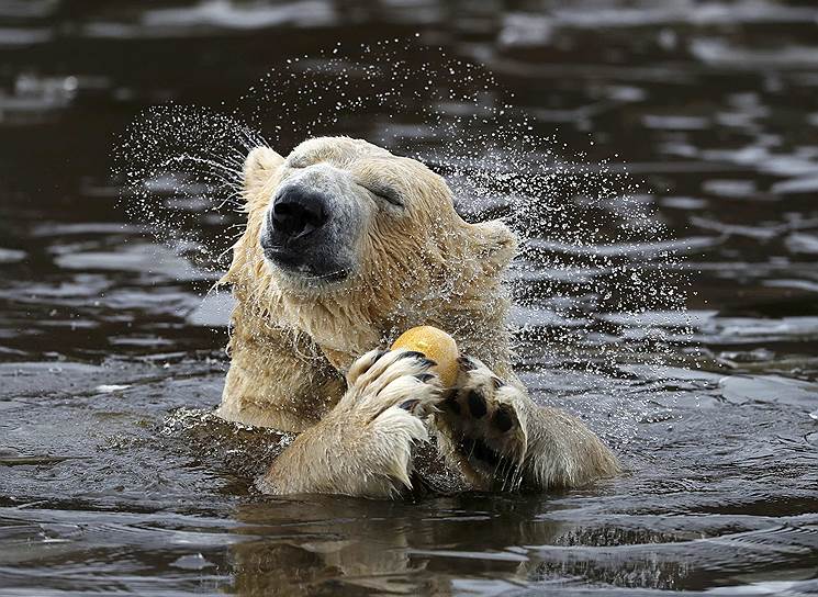 Кинкрейг, Великобритания. Белый медведь выныривает из воды в местном зоопарке