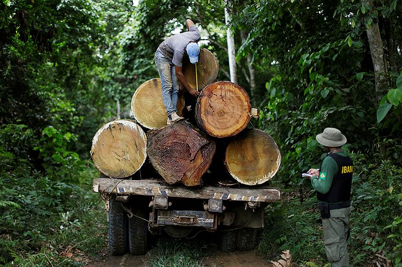 На борьбу с уничтожением лесов Амазонии правительство Бразилии выделяет бюджетные средства. Программу по сохранению этого уникального памятника природы поддерживают Германия и Норвегия. Последняя в 2015 году выделила около $1 млрд на эти цели