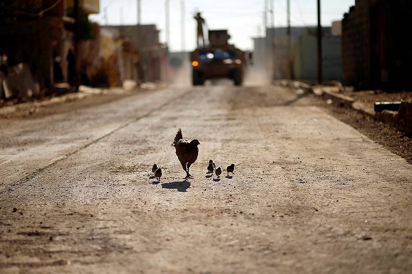 Мосул, Ирак. Курица с цыплятами на фоне машины с военными, которые участвуют в операции против боевиков «Исламского государства»