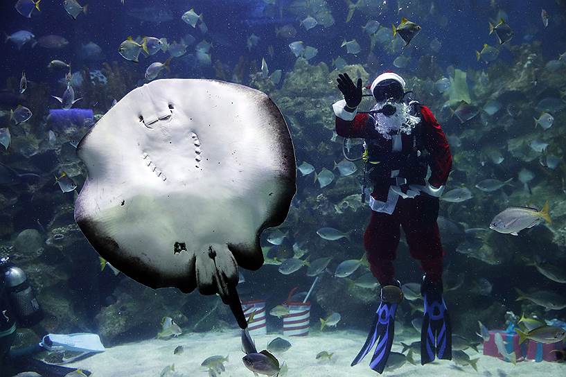Куала-Лумпур, Малайзия. Дайвер в костюме Санта-Клауса под водой в городском океанариуме