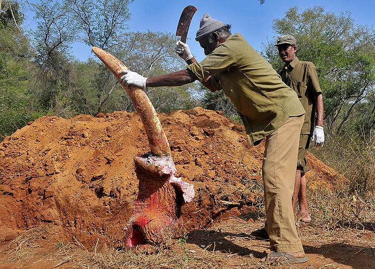 Бангалор, Индия. Лесники убирают останки мертвого слона