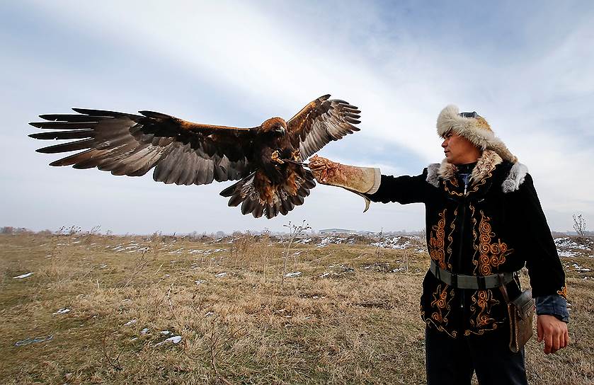 Ушконыр, Казахстан. Тренированный беркут садится на руку охотника