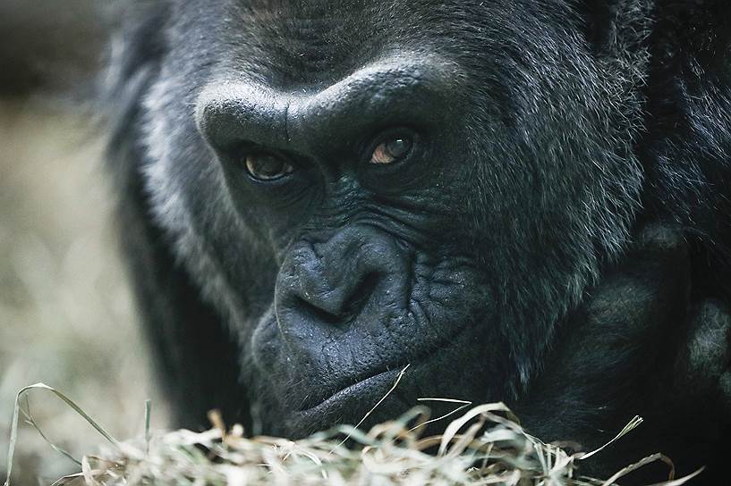 Колумбус, США. Западной горилле по имени Коло, котрая живет в местном зоопарке, исполнилось 60 лет