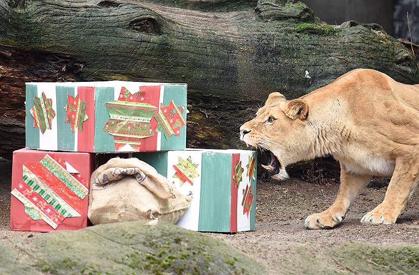 Гамбург, Германия. Львица в городском зоопарке открывает рождественские подарки 