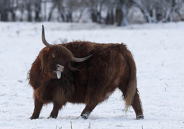 Питлохри, Шотландия. Высокогорная корова на покрытом снегом поле