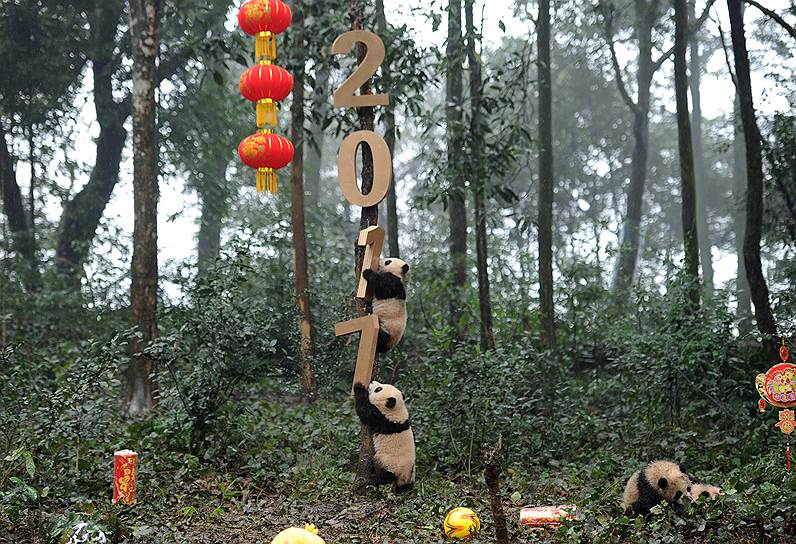 Провинция Сычуань, Китай. Панды забираются по новогодним декорациям