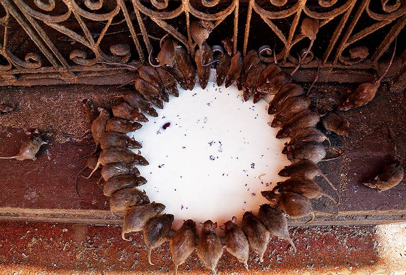 Дешнок, Индия. Крысы пьют молоко, выставленное для них монахами Храма Карни Мата