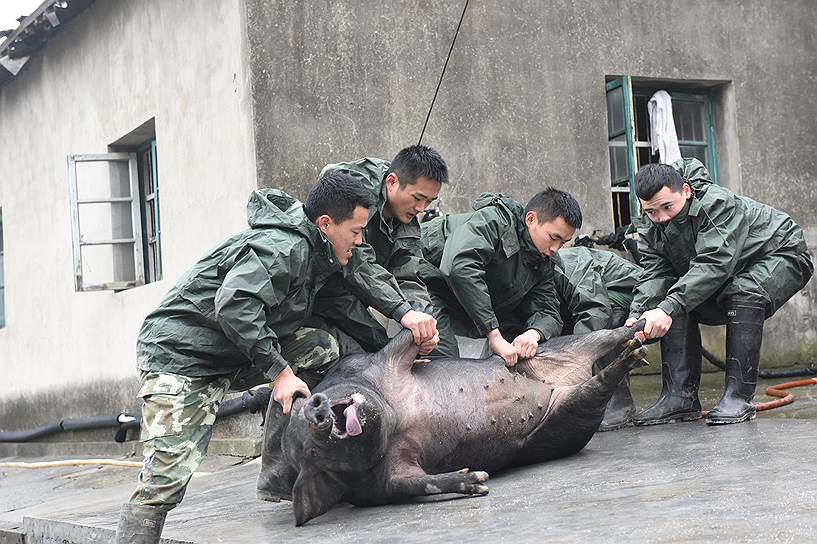 Ханчжоу, Китай. Сотрудники Народной вооруженной милиции  тащат свинью на убой перед Китайским Новым годом 