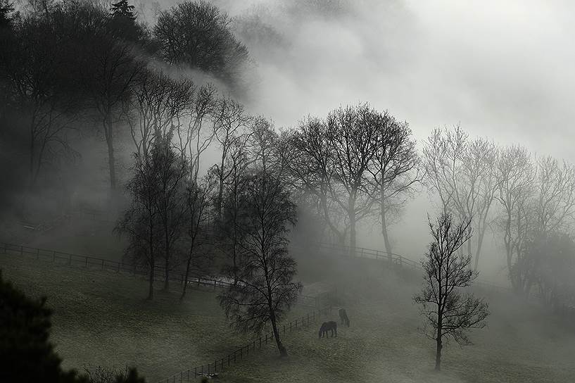 Лейт Хилл, Великобритания. Лошади на пастбище, окутанном туманом