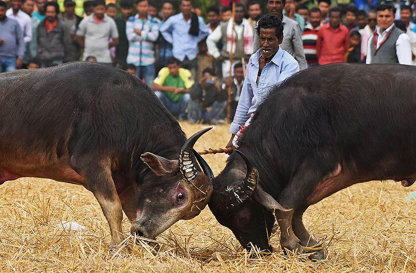 Ахотгри, Индия. Бои буйволов на традиционном фестивале местной культуры