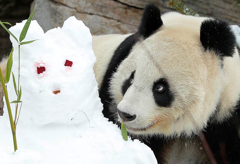 Вена, Австрия. Панда и снеговик в местном зоопарке 