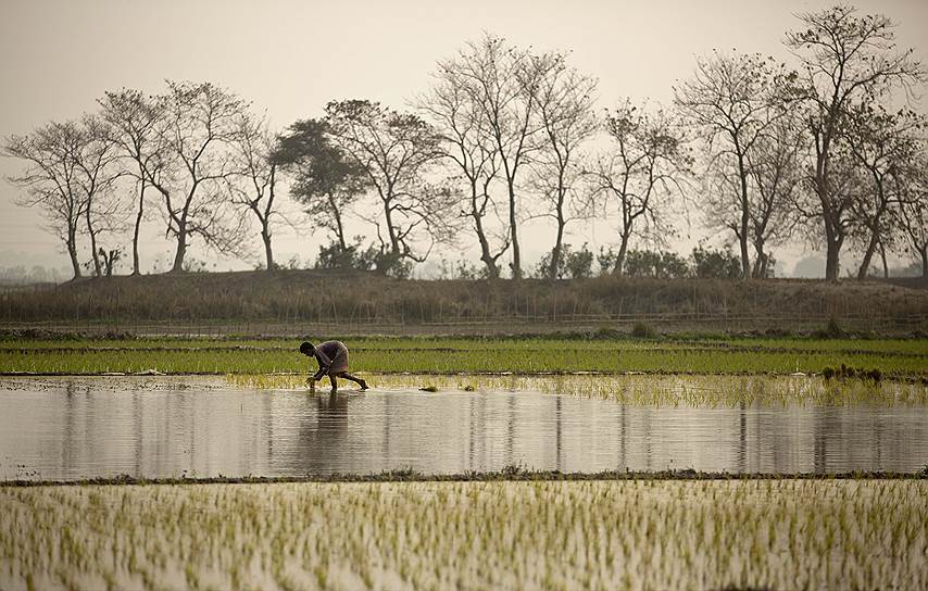 Гувахати, Индия. Местный житель на рисовом поле