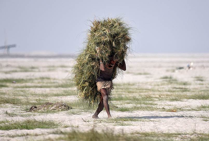 Гувахати, Индия. Человек несет траву на корм домашним животным 