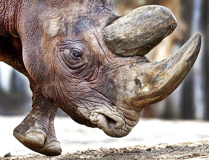 Франкфурт-на-Майне, Германия. 30-летний черный носорог в местном зоопарке 