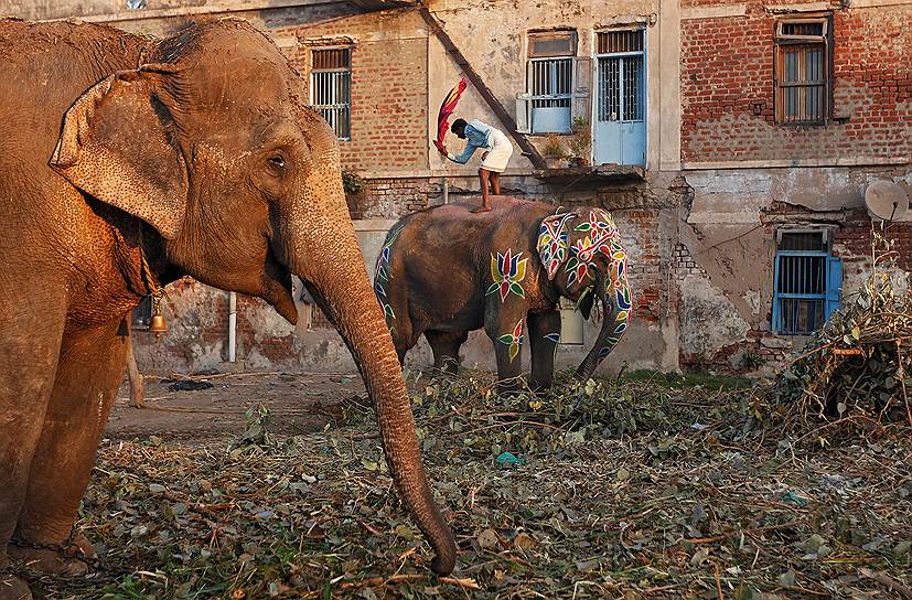 Ахмадабад, Индия. Наездник чистит слона от пыли