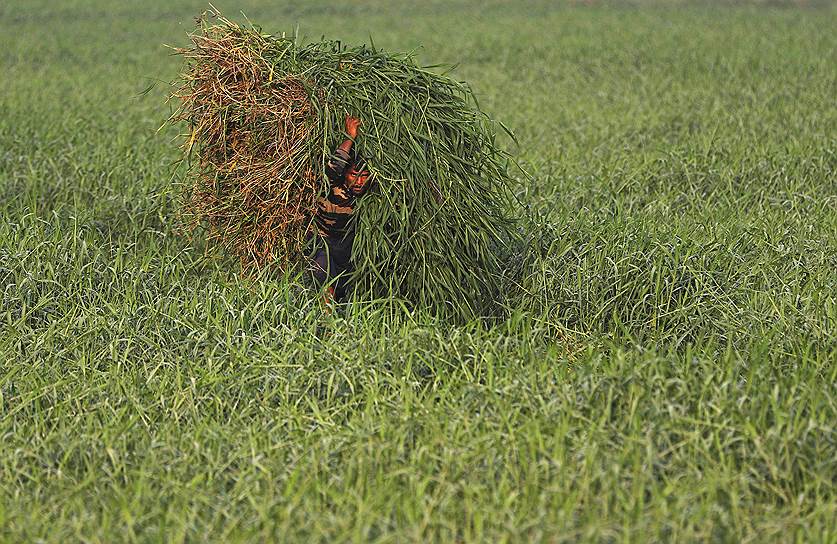 Мумбаи, Индия. Фермер несет траву на корм домашним животным 