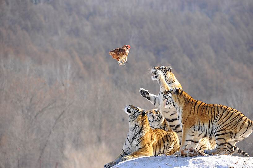 Муданьцзян, Китай. Тигры в заповеднике ловят курицу, чтобы съесть