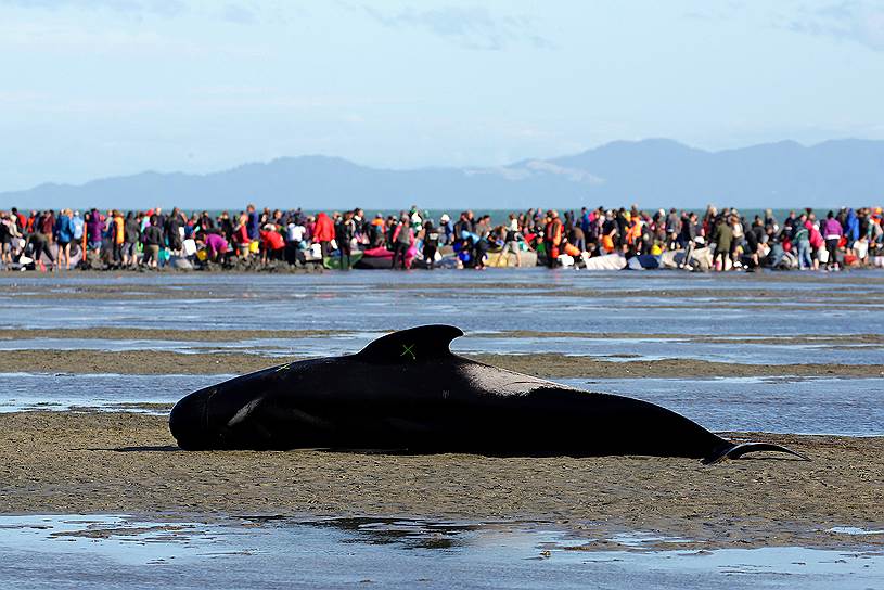 Залив Голден-Бей, Новая Зеландия. Волонтеры оказывают помощь дельфинам. На берег залива выбросились более 400 гринд, большинство из которых спасти не удалось 