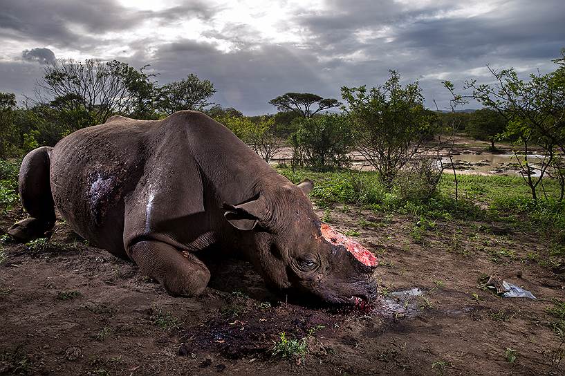 Победитель в номинации «Природа. Серия фотографий». Мертвый черный носорог. Животные стали объектом охоты браконьеров из-за ценности их рогов, которые продают в Азии 