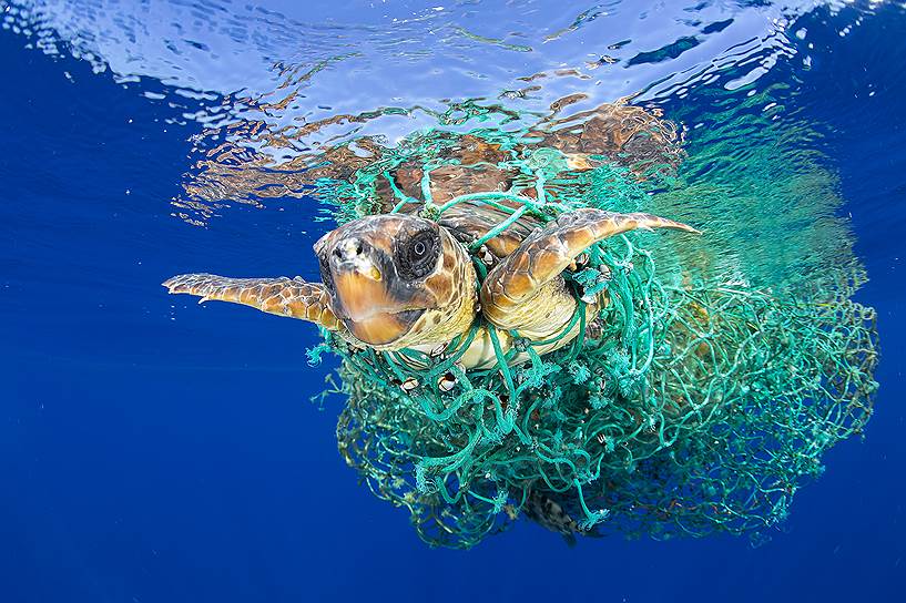 Победитель в номинации «Природа. Одиночный снимок». Морская черепаха, попавшая в рыболовецкую сеть у берегов Тенерифе