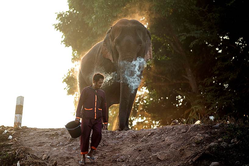 Провинция Сайнябули, Лаос. Наездник ведет слона на парад 