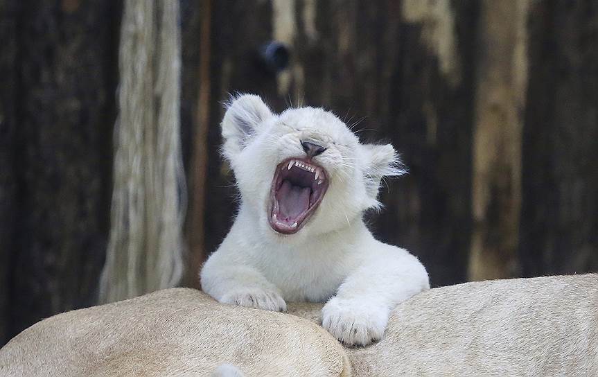 Магдебург, Германия. Детеныш белого льва в местном зоопарке