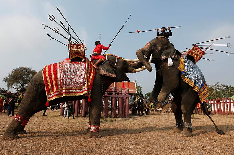 Аюттхая, Таиланд. Битва слонов во время национального праздника в честь этих животных