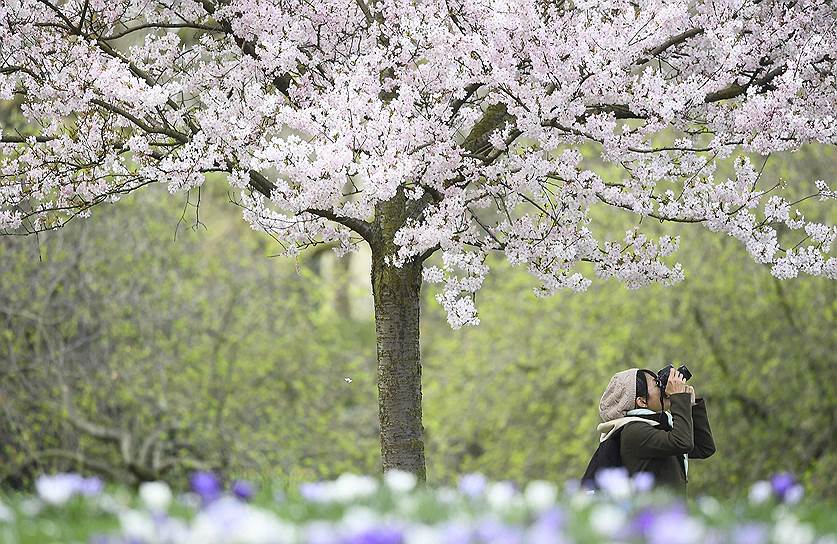 Лондон, Великобритания. Женщина фотографирует цветущие деревья в королевском парке Сент-Джеймс