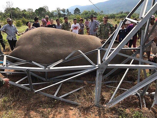 Пномпень, Камбоджа. Сотрудники заповедника окружили тело слона, который умер от упавшего на него столба линии электропередачи 